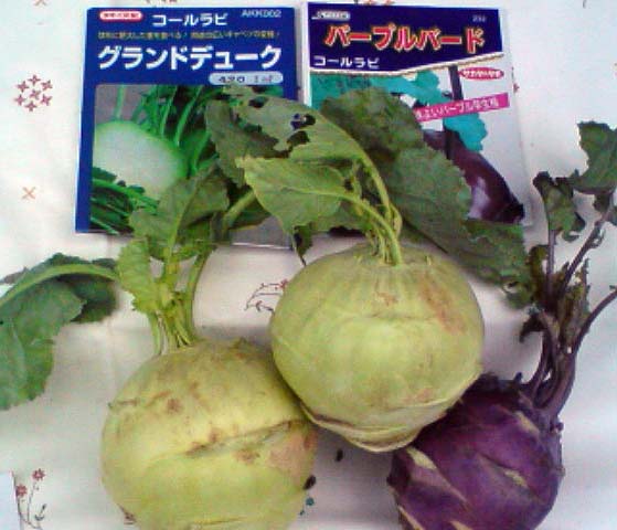 kohlrabi.jpg