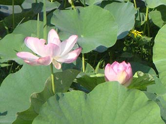 lotusflower2s.jpg