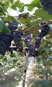 20120902_1531211.jpg